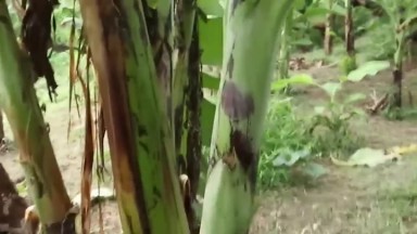 Indonesia Bokep|| Di kebun pisang